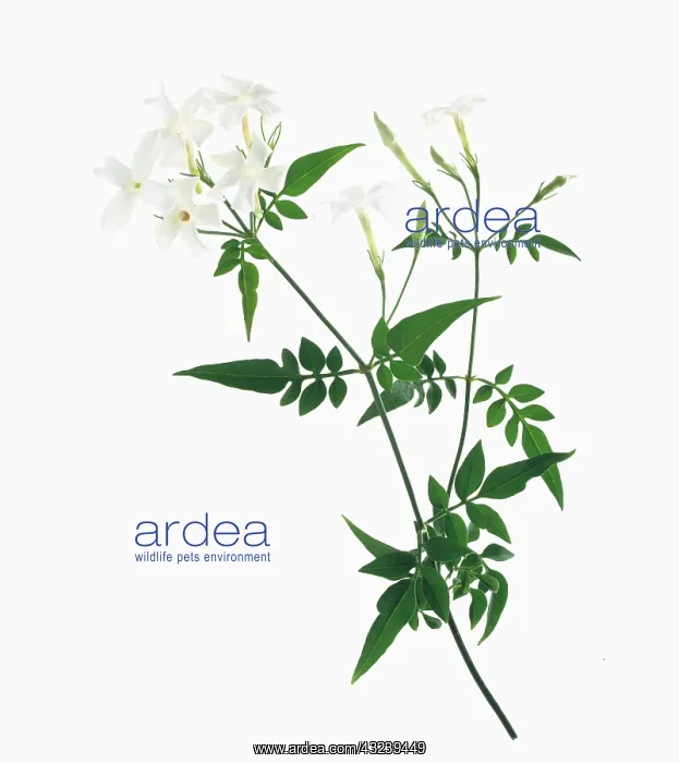 : Jasmine, Jasminum : Jasmine, Jasminum