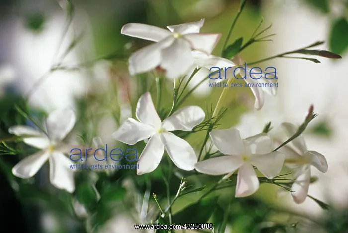 : Jasmine, Jasminum officinale : Jasmine, Jasminum officinale