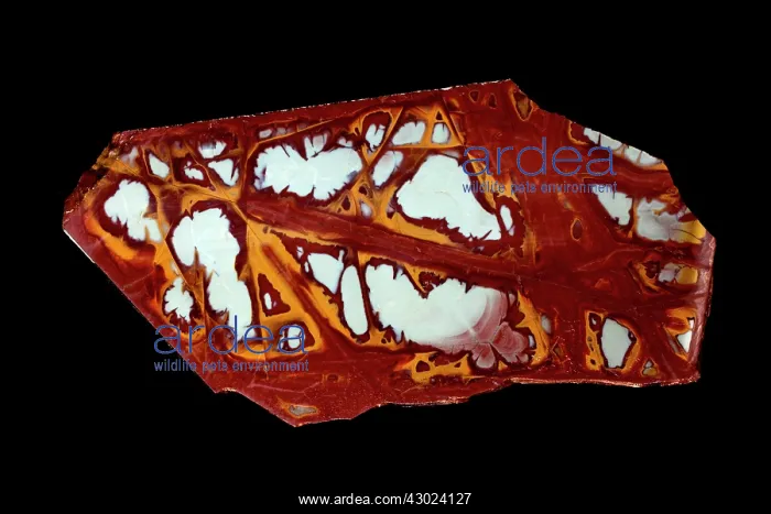 : Jasper, Noreena jasper silicified pelite, (mudstone) la : Jasper, Noreena jasper silicified pelite, (mudstone) la