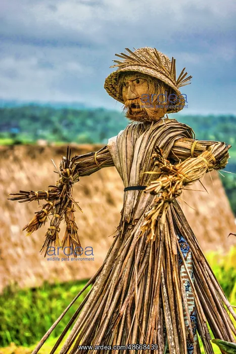  : Jatiluwih Rice Terrace is a stunning UNESCO World Heritage