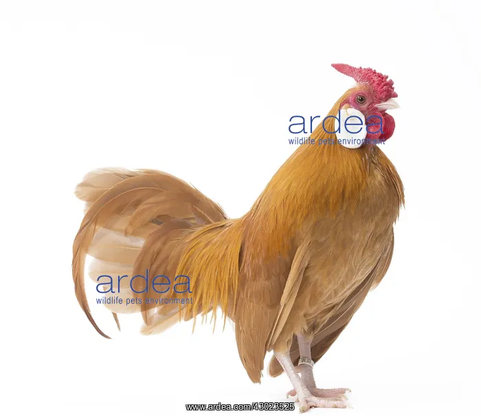  : Java Chicken Cockerel  /  Rooster