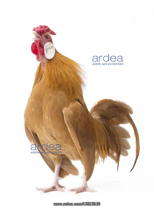  : Java Chicken Cockerel  /  Rooster