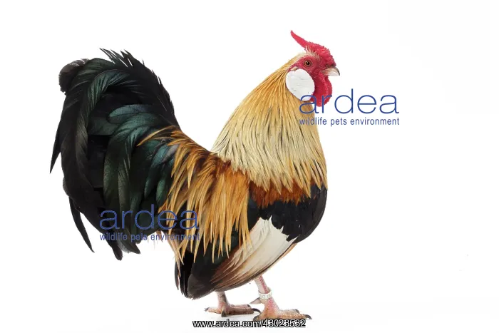  : Java Chicken Cockerel  /  Rooster