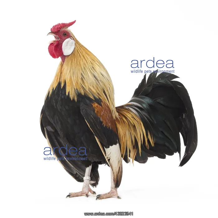  : Java Chicken Cockerel  /  Rooster