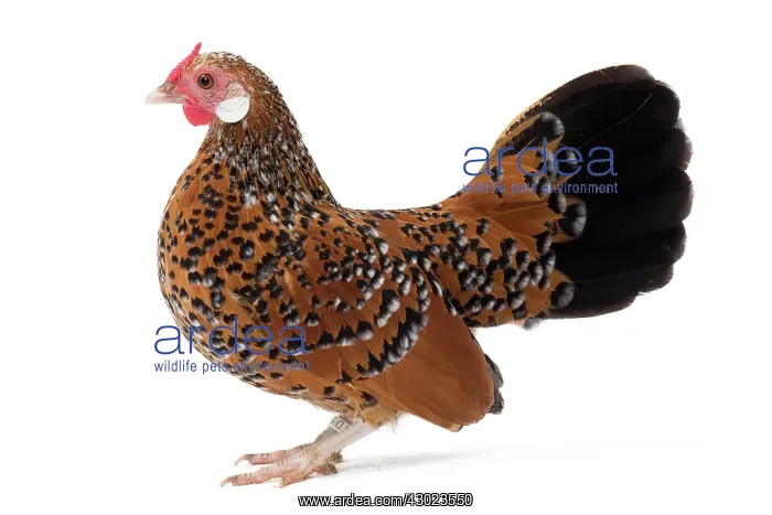  : Java Chicken Hen