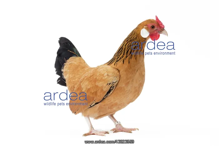  : Java Chicken Hen