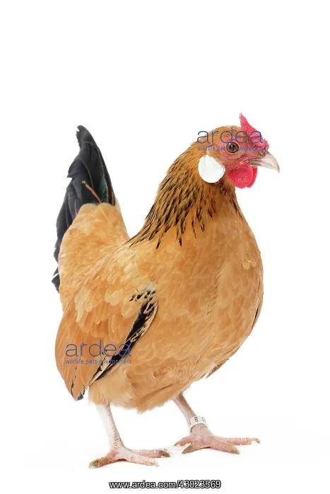  : Java Chicken Hen