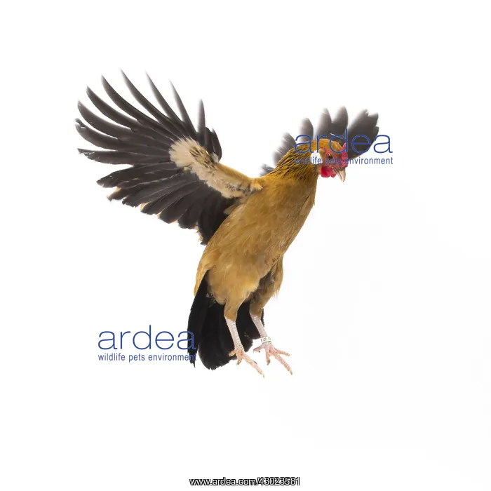  : Java Chicken Hen