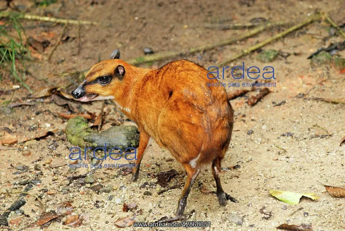 : Java Mouse-deer : Java Mouse-deer