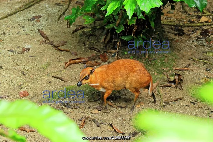 : Java Mouse-deer : Java Mouse-deer