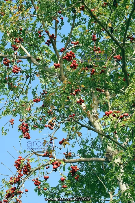 : Java Olive : Java Olive