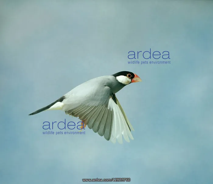 : Java Sparrow - In flight side view wings down, cage bird : Java Sparrow - In flight side view wings down, cage bird