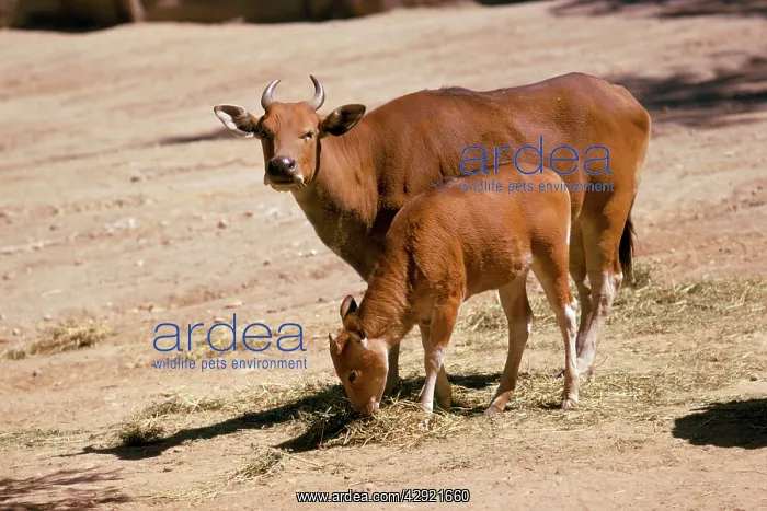 : Javan Banteng - with calf : Javan Banteng - with calf