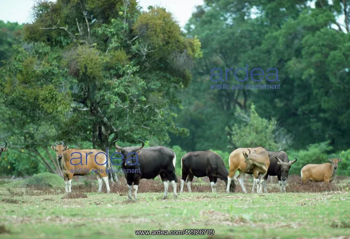 : Javan BANTENG - group : Javan BANTENG - group