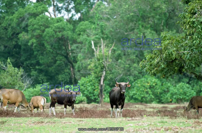 : Javan BANTENG - group : Javan BANTENG - group