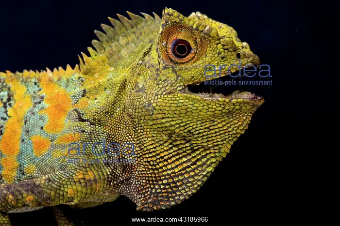 : Javan Humphead Lizard (Gonocephalus chamaeleontinus) : Javan Humphead Lizard (Gonocephalus chamaeleontinus)
