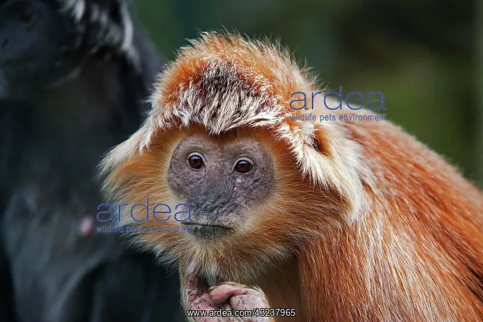 : Javan Langur or Javan Lutung (trachypithecus auratus) : Javan Langur or Javan Lutung (trachypithecus auratus)