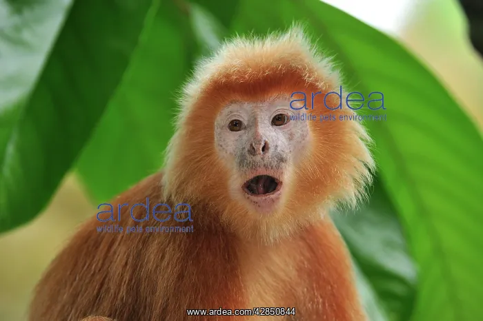  : Javan lutung  /  Ebony langur - portrait - yellowish