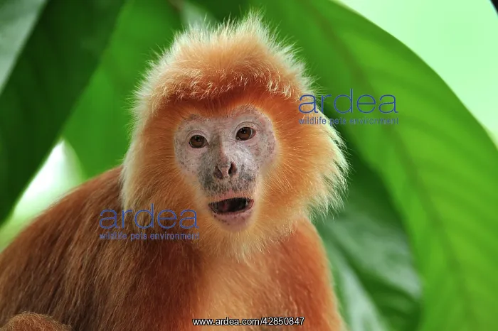 : Javan lutung / Ebony langur - portrait - yellowish : Javan lutung / Ebony langur - portrait - yellowish