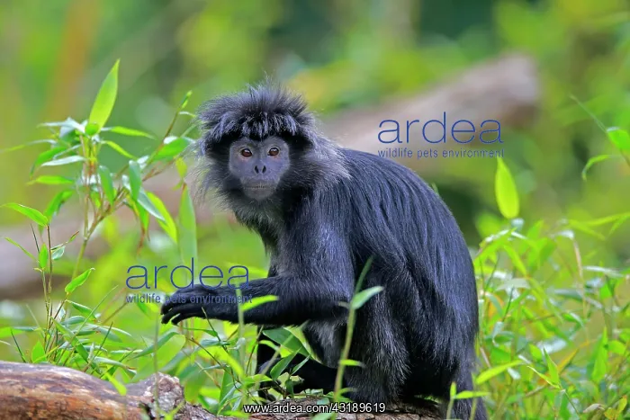 : Javan lutung (Trachypithecus auratus), adult, sitting : Javan lutung (Trachypithecus auratus), adult, sitting