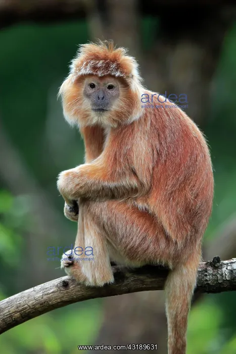 : Javan lutung (Trachypithecus auratus), orange morph : Javan lutung (Trachypithecus auratus), orange morph
