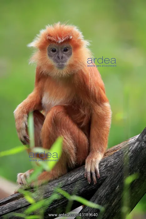 : Javan lutung (Trachypithecus auratus), orange morph : Javan lutung (Trachypithecus auratus), orange morph