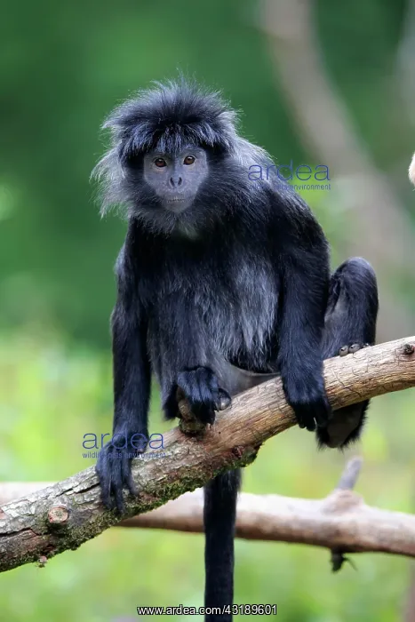 : Javan lutung (Trachypithecus auratus), adult, on : Javan lutung (Trachypithecus auratus), adult, on