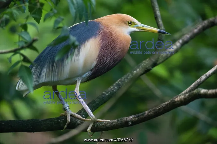 : Javan Pond Heron, perched on branch, captive, native : Javan Pond Heron, perched on branch, captive, native