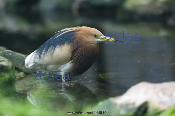 : Javan pond-Heron - stalking fish in pond, native : Javan pond-Heron - stalking fish in pond, native