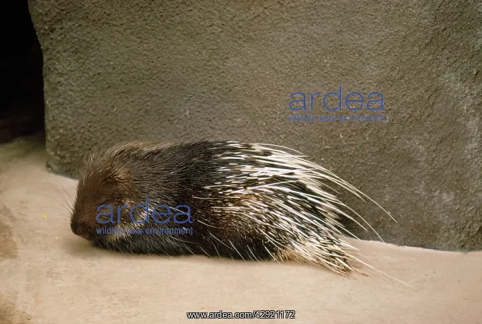 : JAVAN PORCUPINE : JAVAN PORCUPINE