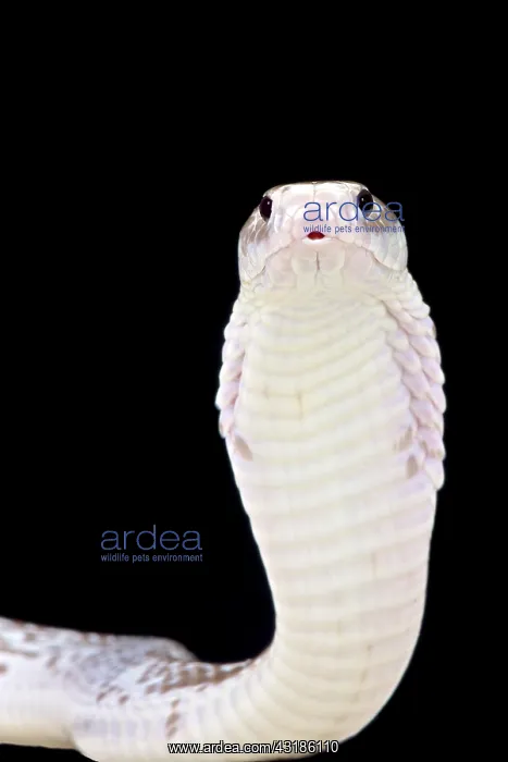 : Javan spitting cobra (Naja sputatrix), Java, Indonesia : Javan spitting cobra (Naja sputatrix), Java, Indonesia