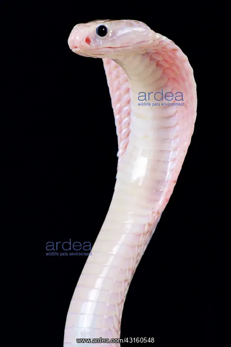 : The Javan spitting cobra (Naja sputatrix) is able : The Javan spitting cobra (Naja sputatrix) is able