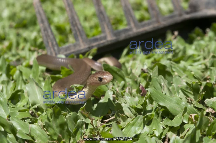 : Javan Spitting Cobra Snake - on grass by rake - : Javan Spitting Cobra Snake - on grass by rake -