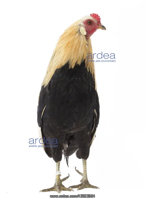  : Javanais Chicken Cockerel  /  Rooster