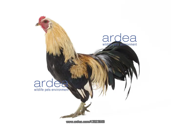  : Javanais Chicken Cockerel  /  Rooster