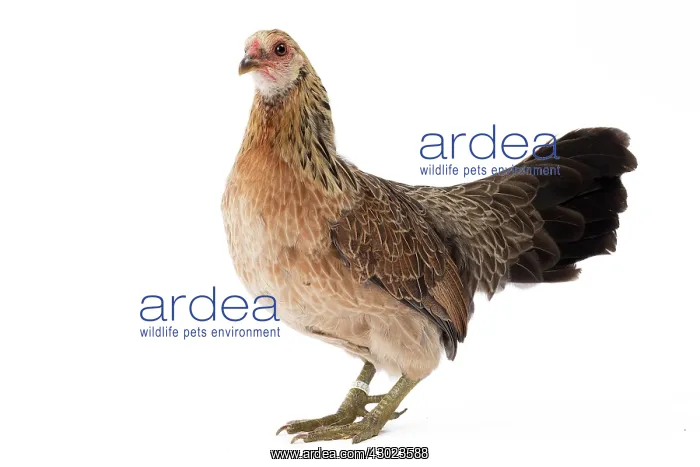  : Javanaise Chicken Hen