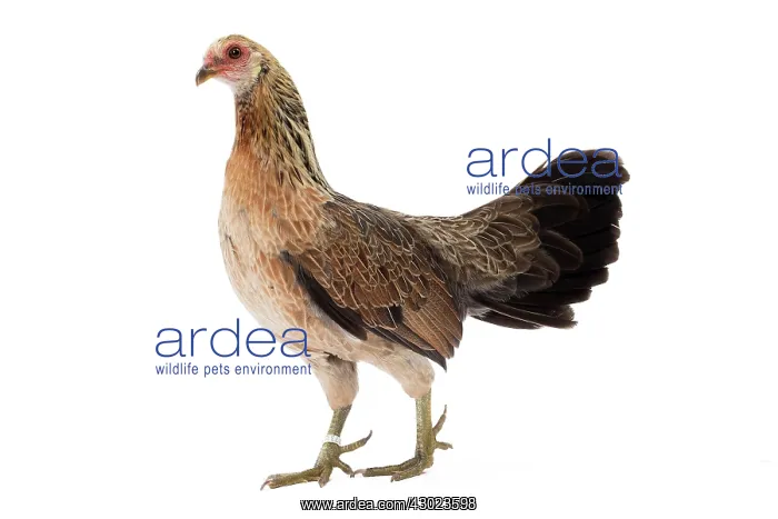  : Javanaise Chicken Hen