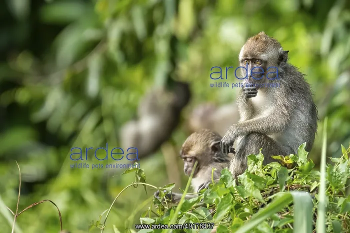 : Javanese monkey (Macaca fascicularis) : Javanese monkey (Macaca fascicularis)