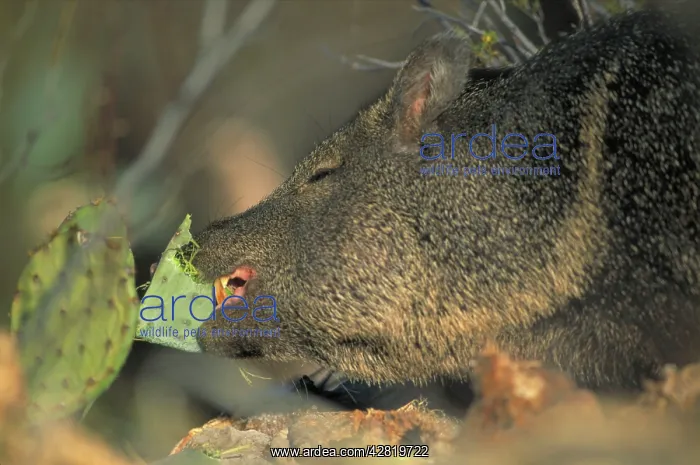 : Javelina / Peccary - feeding : Javelina / Peccary - feeding