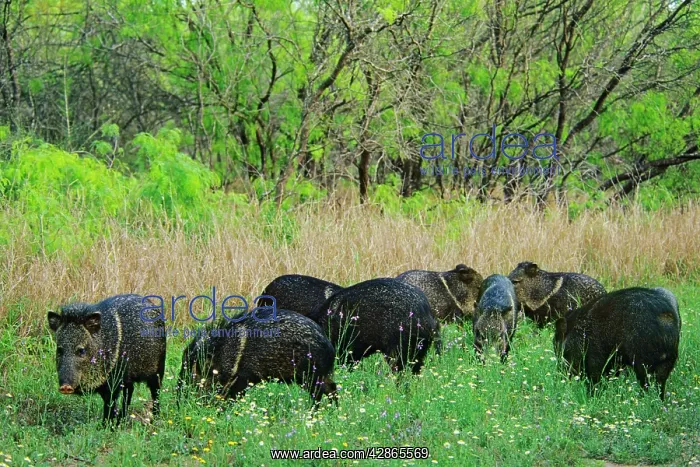 : Javelinas / Collared Peccaries - Among wildflowers : Javelinas / Collared Peccaries - Among wildflowers