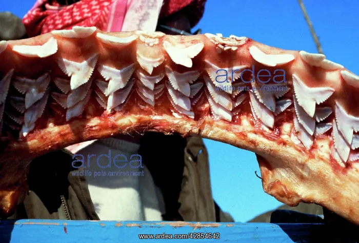 : Jaw of a 4 metre tiger shark, replaceable teeth in 9 rows : Jaw of a 4 metre tiger shark, replaceable teeth in 9 rows