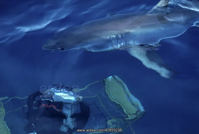: JAWS, Great White Shark - Ron Taylor outside the : JAWS, Great White Shark - Ron Taylor outside the