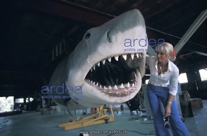 : JAWS - Mechanical Great White shark. Valerie Taylor : JAWS - Mechanical Great White shark. Valerie Taylor