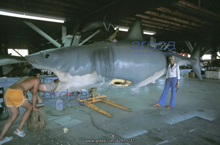 : JAWS, Mechanical Great White shark - Valerie Taylor : JAWS, Mechanical Great White shark - Valerie Taylor