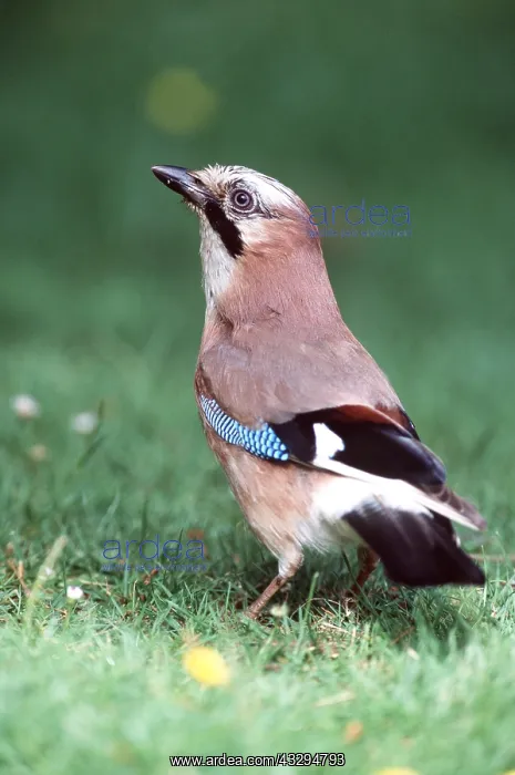 : JAY : JAY