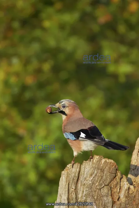 : Jay - With Acorn : Jay - With Acorn