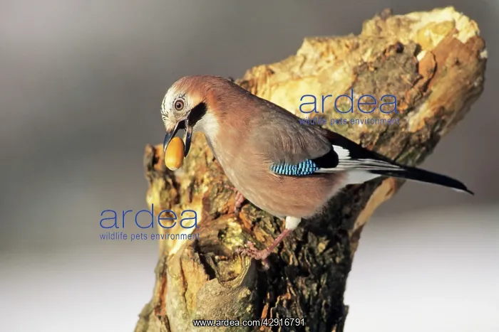 : Jay - with acorn in beak : Jay - with acorn in beak
