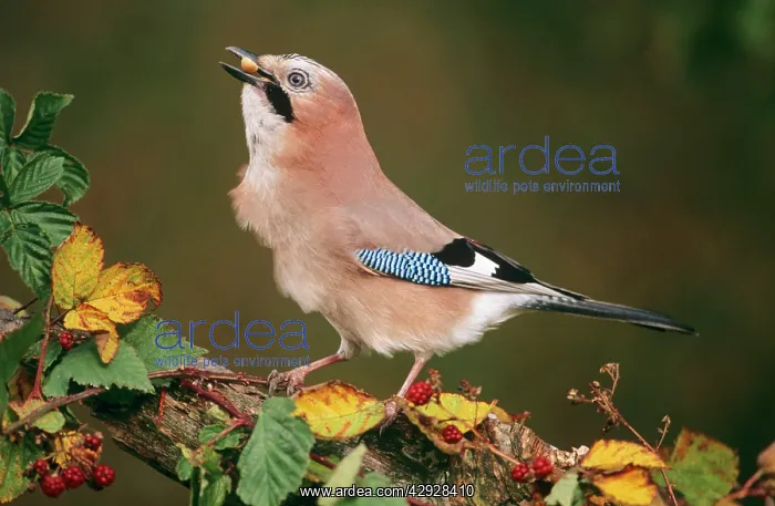 : JAY - With acorn in beak : JAY - With acorn in beak