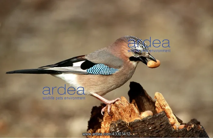 : JAY - with acorn in beak : JAY - with acorn in beak