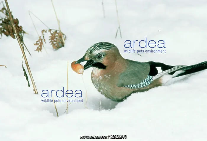  : Jay - With acorn in snow